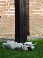 Prio 1 Brand Bijgebouw Garagebox Waterlelie Buitenpost